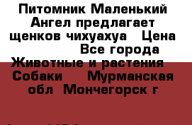 Питомник Маленький Ангел предлагает щенков чихуахуа › Цена ­ 10 000 - Все города Животные и растения » Собаки   . Мурманская обл.,Мончегорск г.